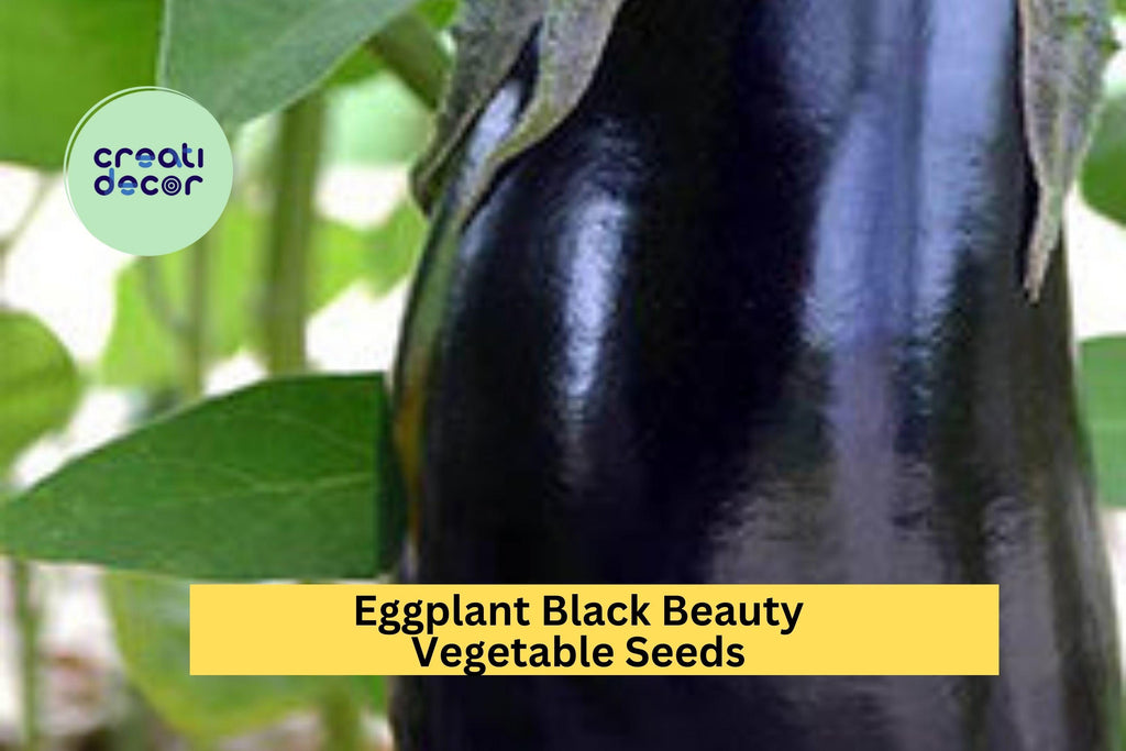 3pcs of 300mg Black Beauty Eggplant Seeds – Heirloom Variety for Large, Glossy Purple Fruit in Summer Vegetable Gardens Seeds for Planting