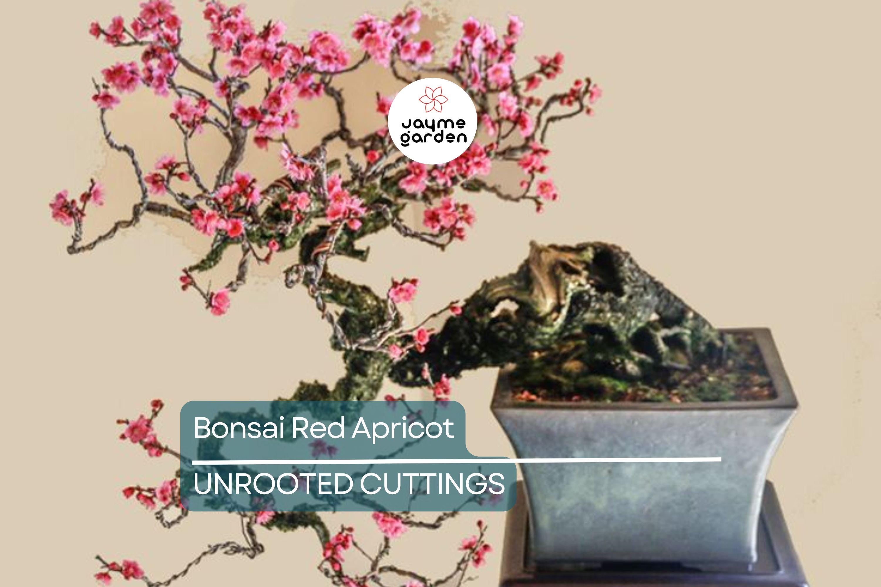 SUPER RARE Bonsai Red Apricot - 3 Fresh Cuttings for Rooting or Grafting (Mai Do) - Exotic, Hardy, Perfect for Bonsai