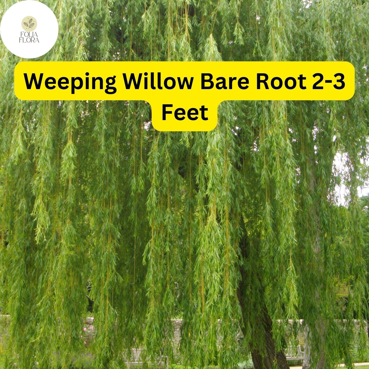 1 Weeping Willow Tree, Live Bare Root Plant, 2-3 Feet Tall, Fast-Growing Ornamental