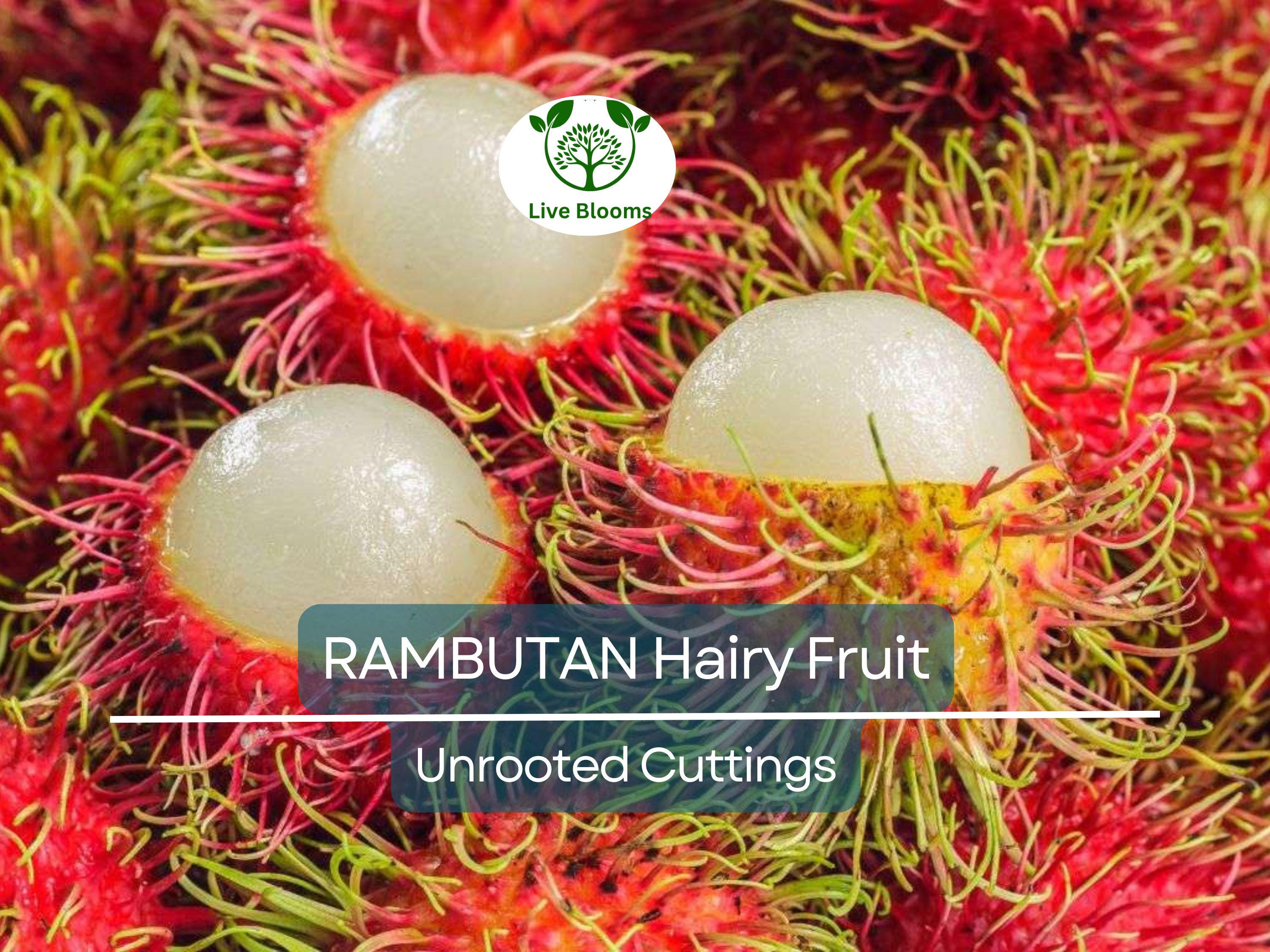 5 Unrooted Rambutan Cuttings (Nephelium lappaceum) | 5-6" Long for Grafting | Hairy Fruit Tree Cuttings for Propagation & Planting