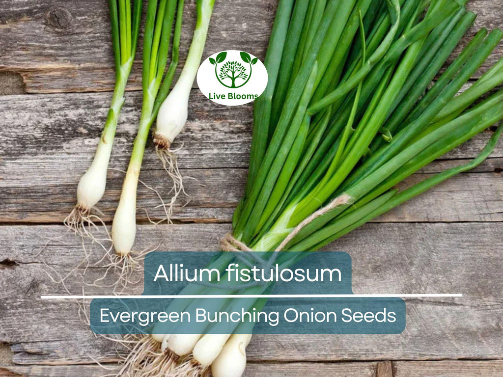 250 mg Onion Evergreen Bunching Seeds for Planting - Perennial, Hardy Green Onion Variety for Vegetable Gardens, Spring & Summer Crops