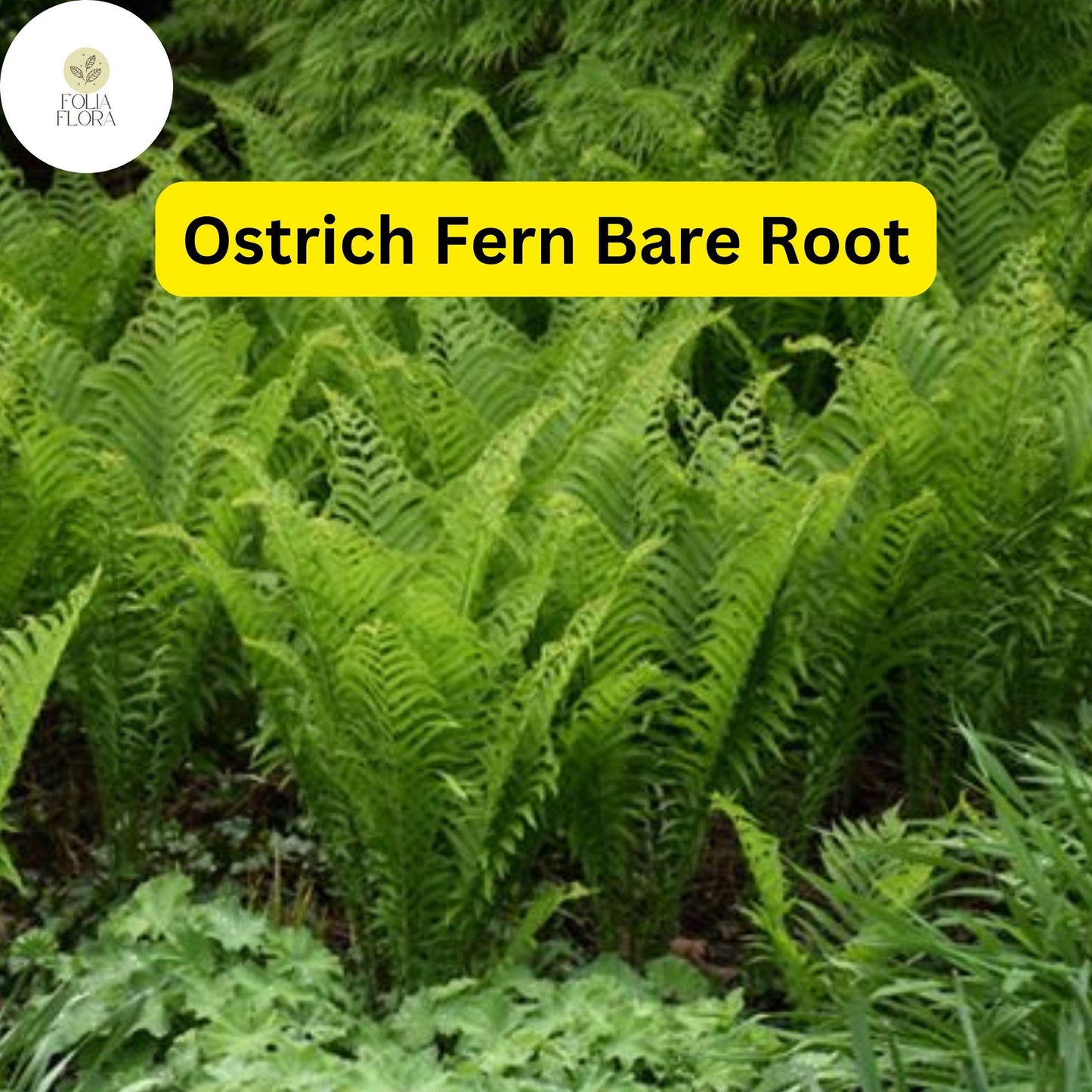 10 Ostrich Ferns, Matteuccia struthiopteris, Bare Root Perennial Shade Plants, Native Woodland Garden