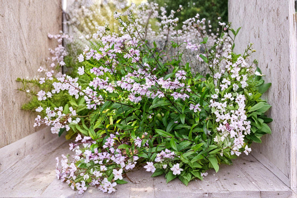 Calico Beardtongue Seeds – Penstemon calycosus | 100 Seeds | Native Wildflower for Pollinator & Prairie Gardens