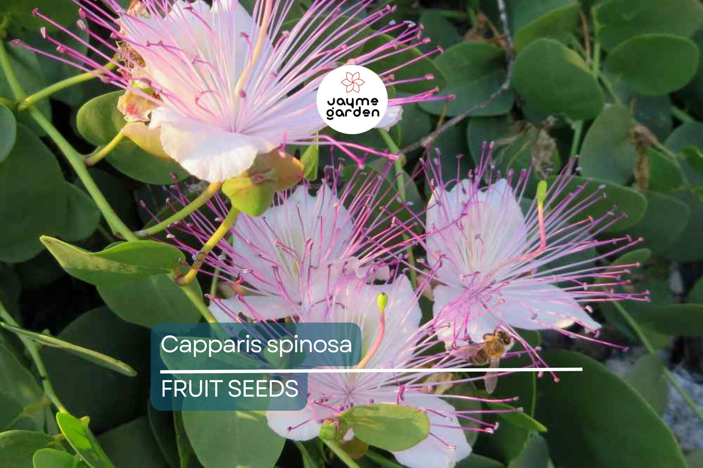 50 Caper Seeds (Capparis spinosa) - Non-GMO | Grow Your Own Caper Bush | Edible Buds & Berries | Perennial Herb | Free Shipping