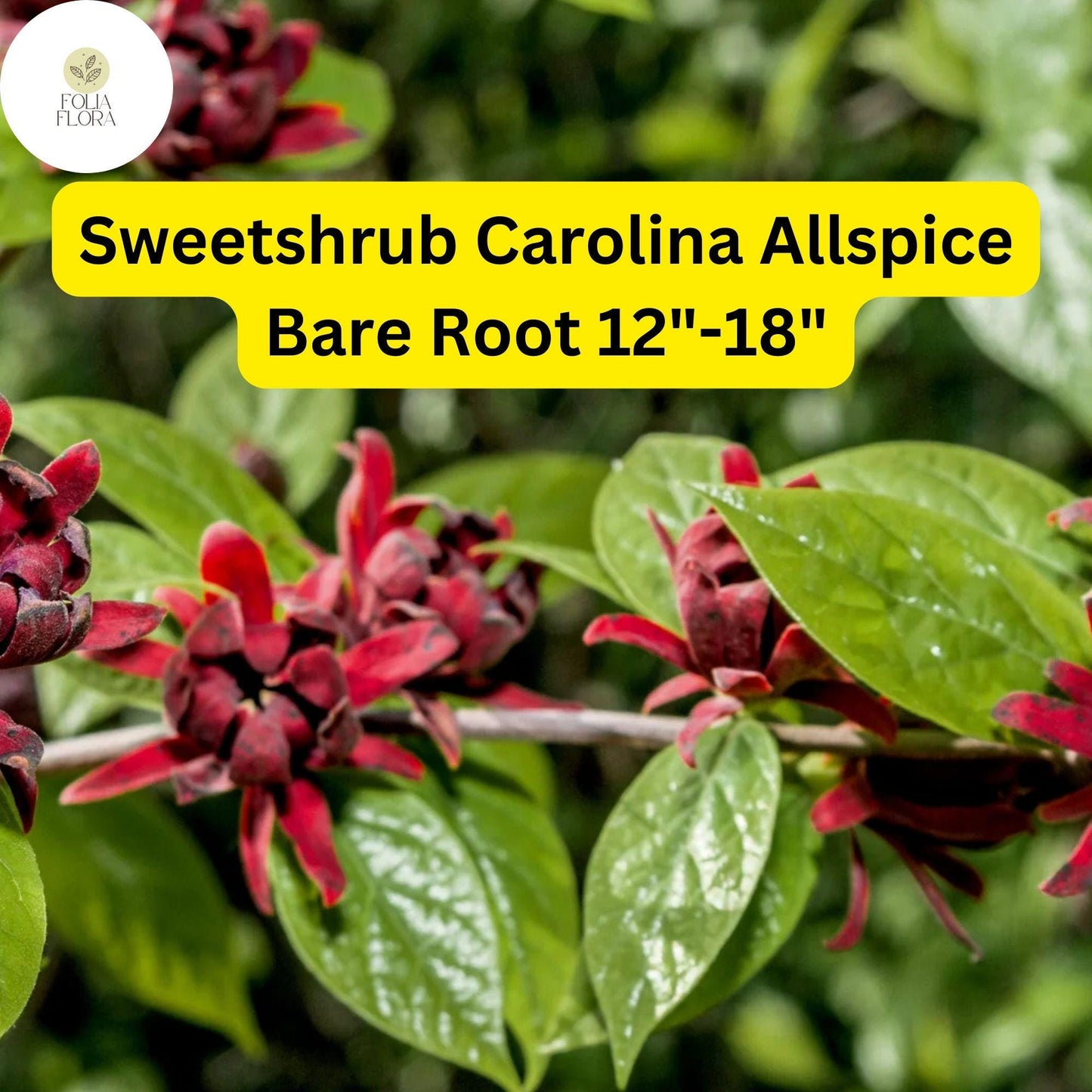 1 Sweetshrub (Calycanthus floridus) – Carolina Allspice Live Bare Root Plant 12"-18"