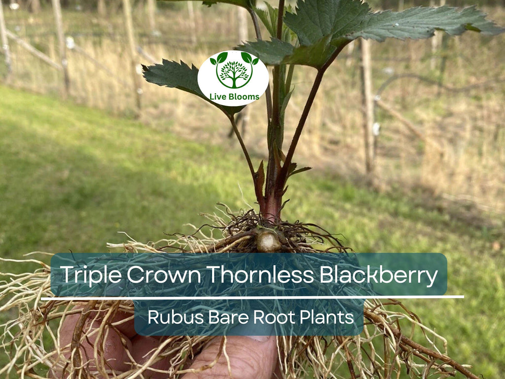 3 Bare Root Triple Crown Thornless Blackberry Plants - Rubus fruticosus, High Yield, Sweet Large Fruit, Non-GMO, Cold Hardy