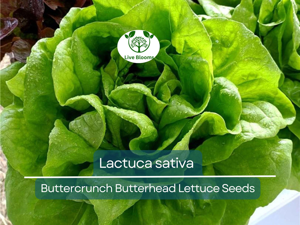 700 Seeds Buttercrunch Butterhead Lettuce – Lactuca sativa | Heirloom Lettuce Seeds for Planting, Gardening & Fresh, Tender Harvests
