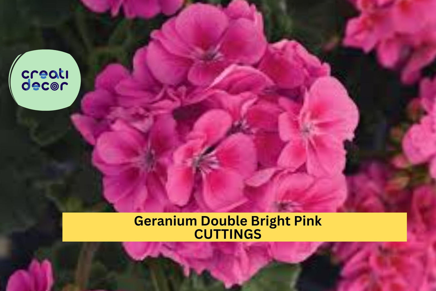 4 Double Bright Pink Geranium Cuttings – 5" Unrooted Pelargonium Stems | Vibrant Flowering Starts for Pots, Borders, or Hanging Baskets