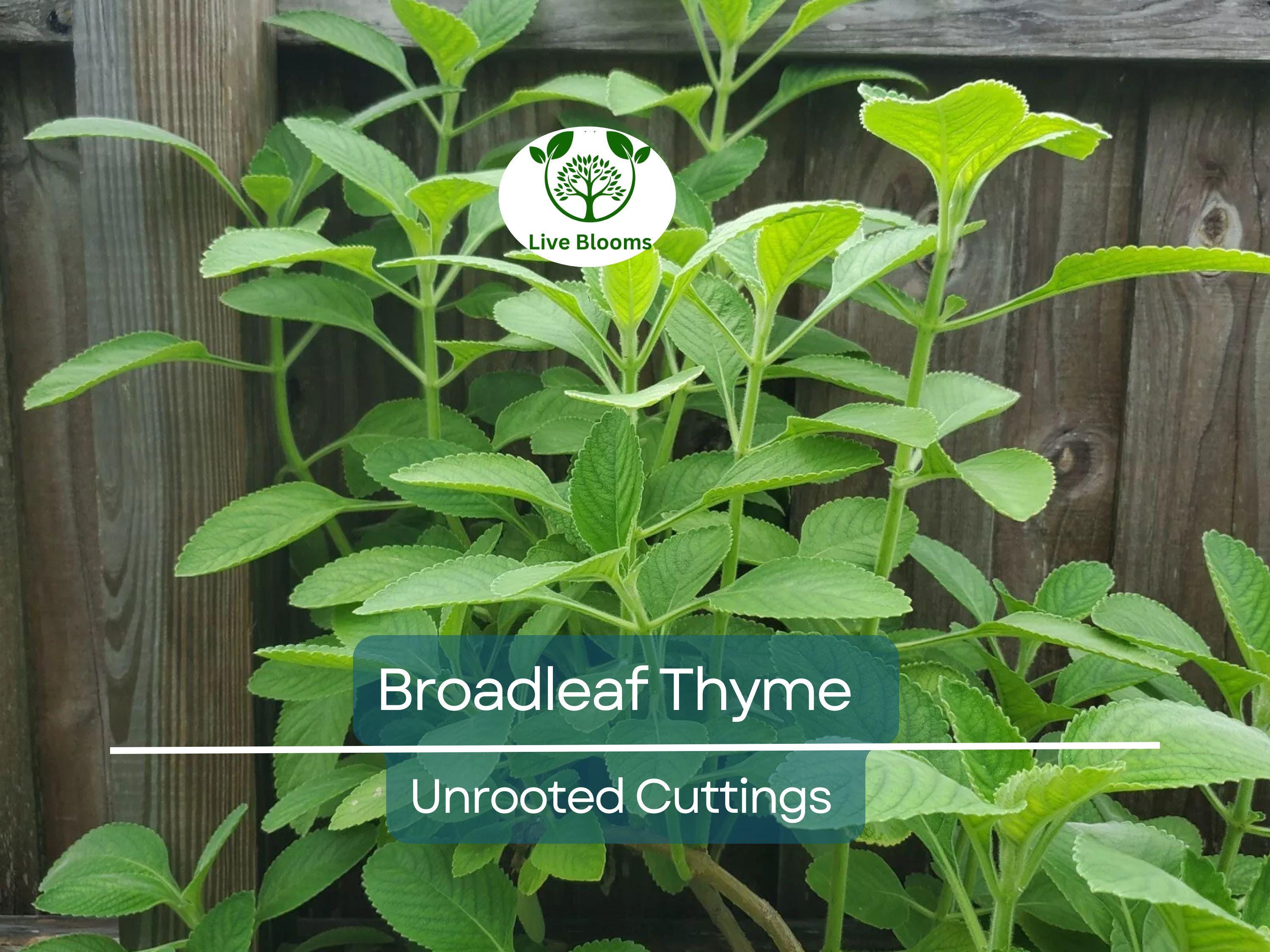 10 Unrooted Cuttings Broadleaf Thyme Spanish Oregano (Coleus amboinicus) 4-8" – Aromatic Herb, Oregano Substitute Plant, Easy Grow Starter