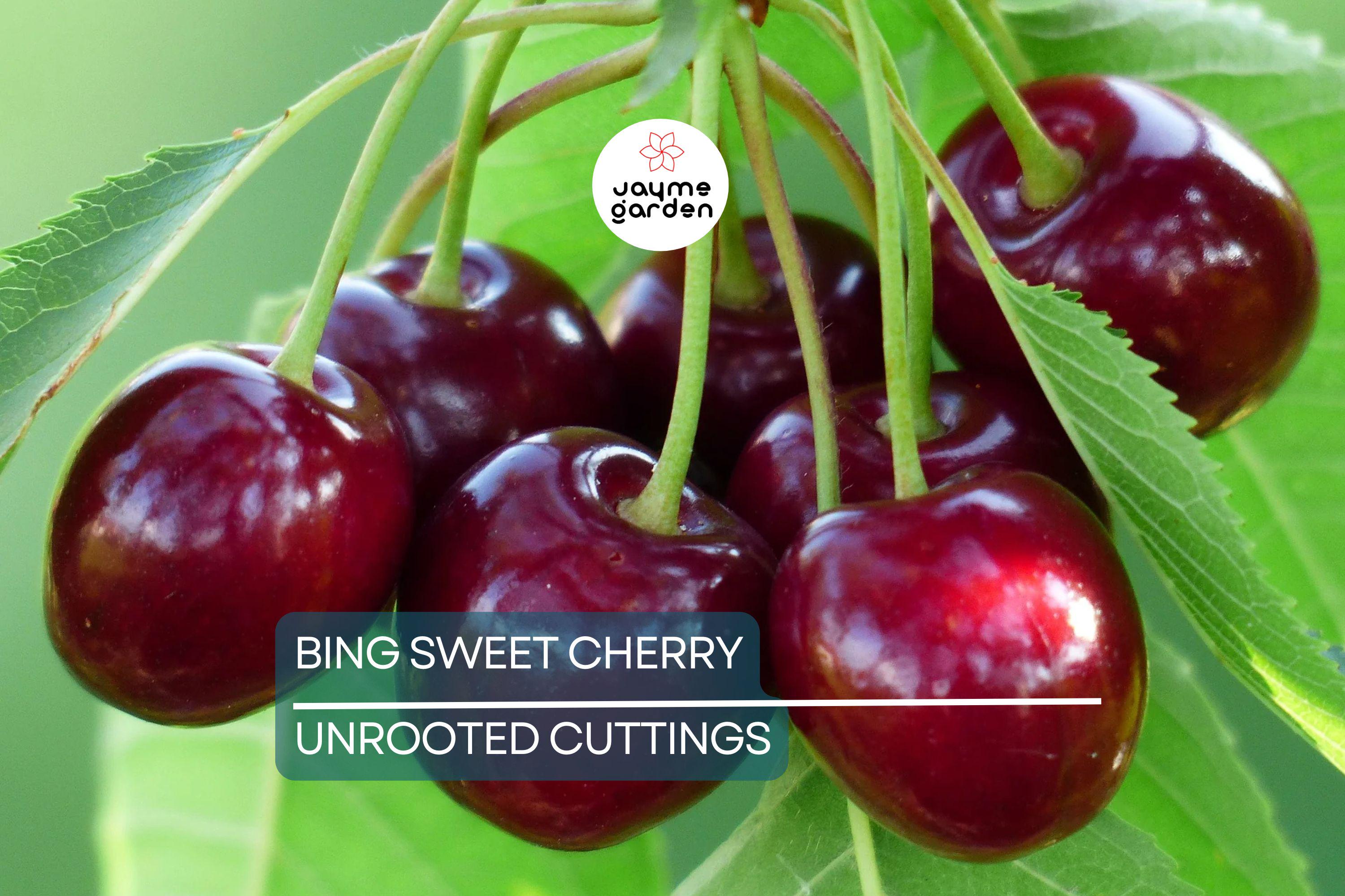 6 Bing Sweet Cherry (Prunus avium) Hardwood Scion Wood Cuttings – Organic, No Roots, Ideal for Grafting, Zones 5-8
