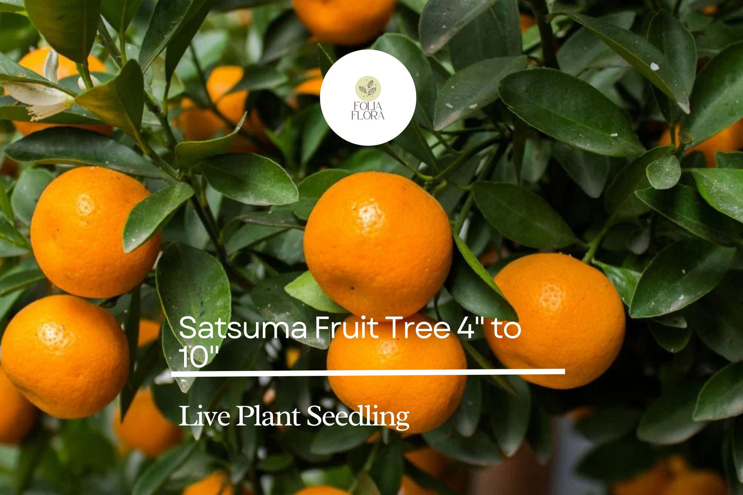 Satsuma Fruit Tree Citrus unshiu Live 4-10 Inch Seedling | Sweet Juicy Bare Root Orange Tree for Planting