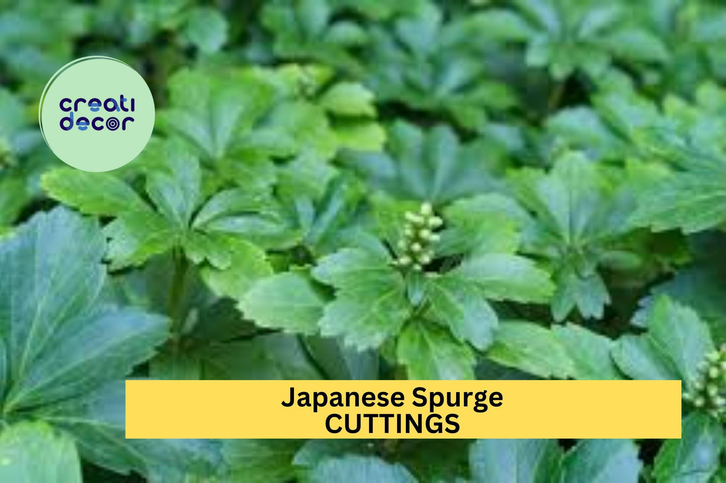 10 Pachysandra Cuttings | Japanese Spurge Evergreen Ground Cover | Shade Loving Perennial for Garden Borders and Landscaping