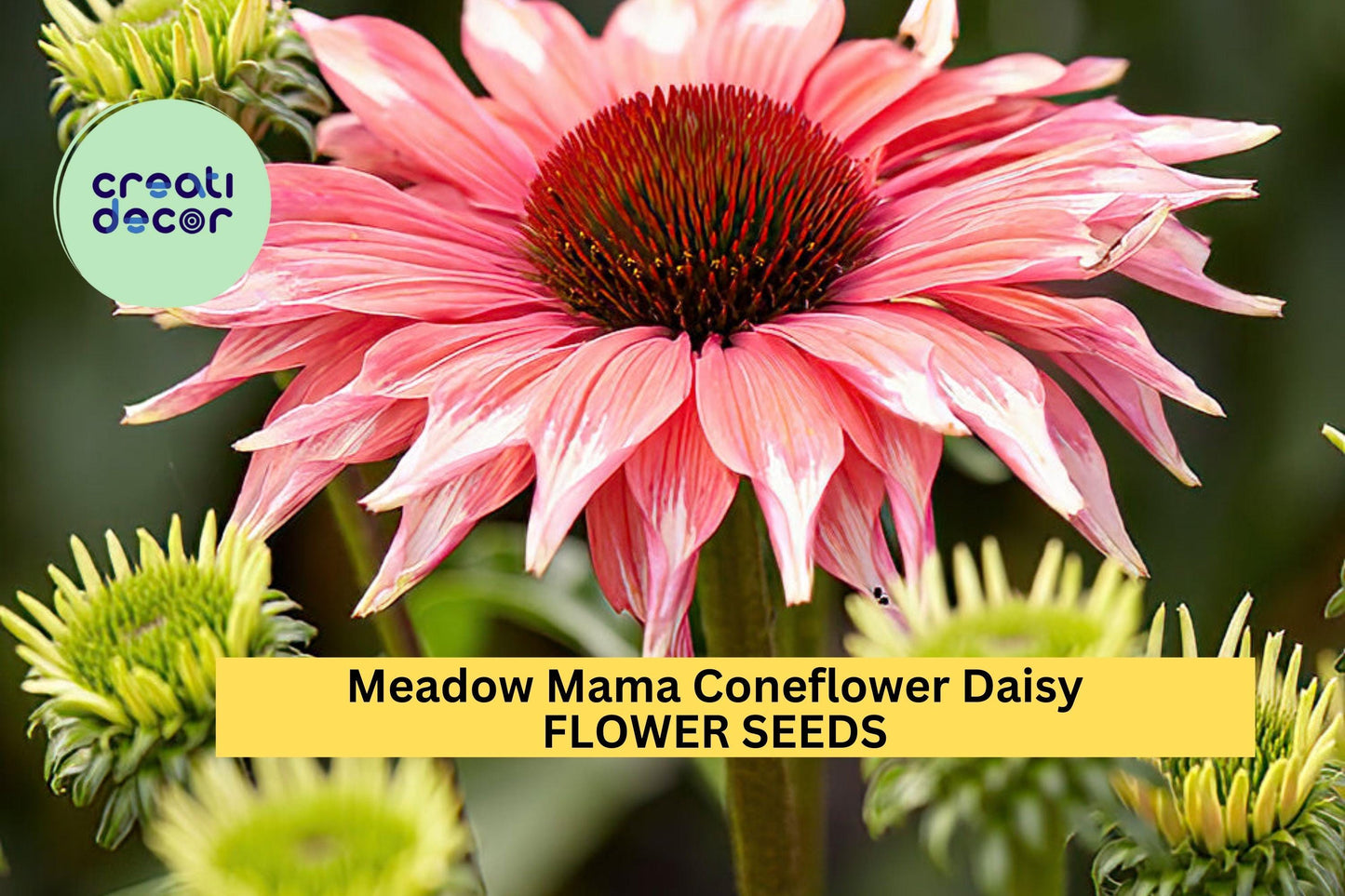 200+ Meadow Mama Coneflower Seeds – Unique Pink & White Petals for Garden Planting, Drought-Tolerant Pollinator Flowers – USA