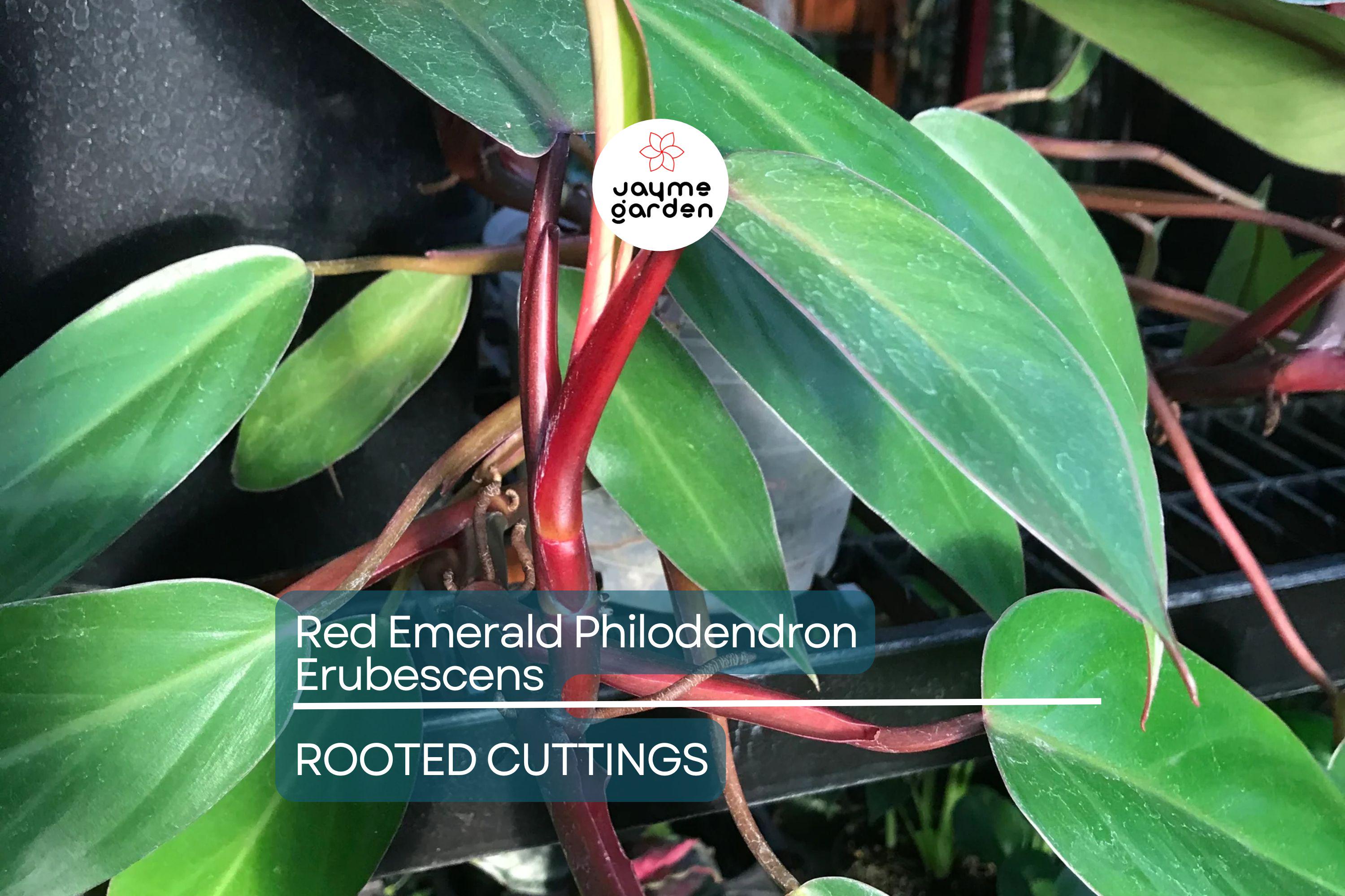 Red Emerald Philodendron Erubescens 17" Tall Climbing Plant, Fully Rooted