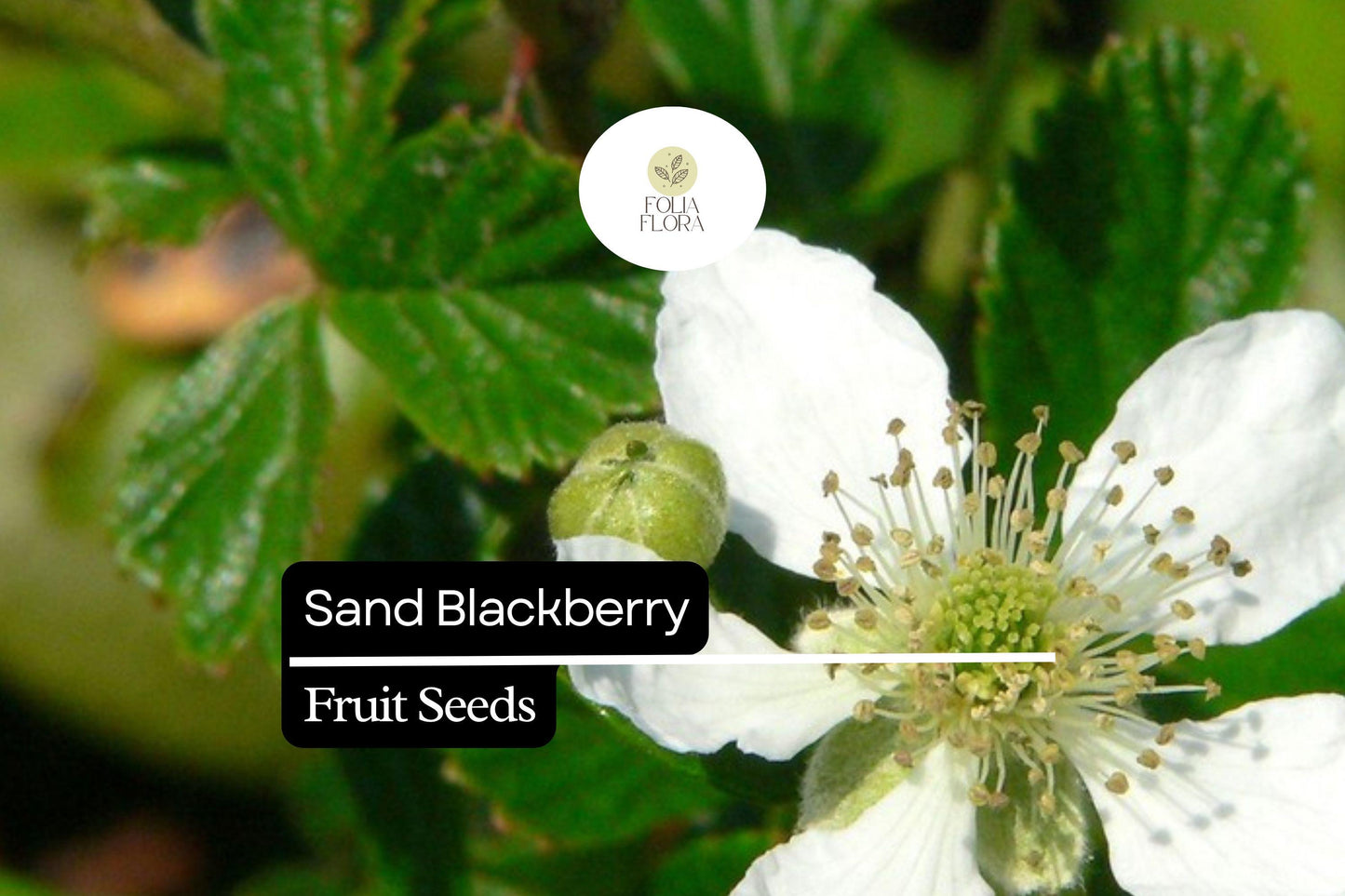 25 Sand Blackberry Seeds (Rubus cuneifolius) | Wild Native Bramble Bush for Edible Fruits | Rare Southeastern USA Blackberry