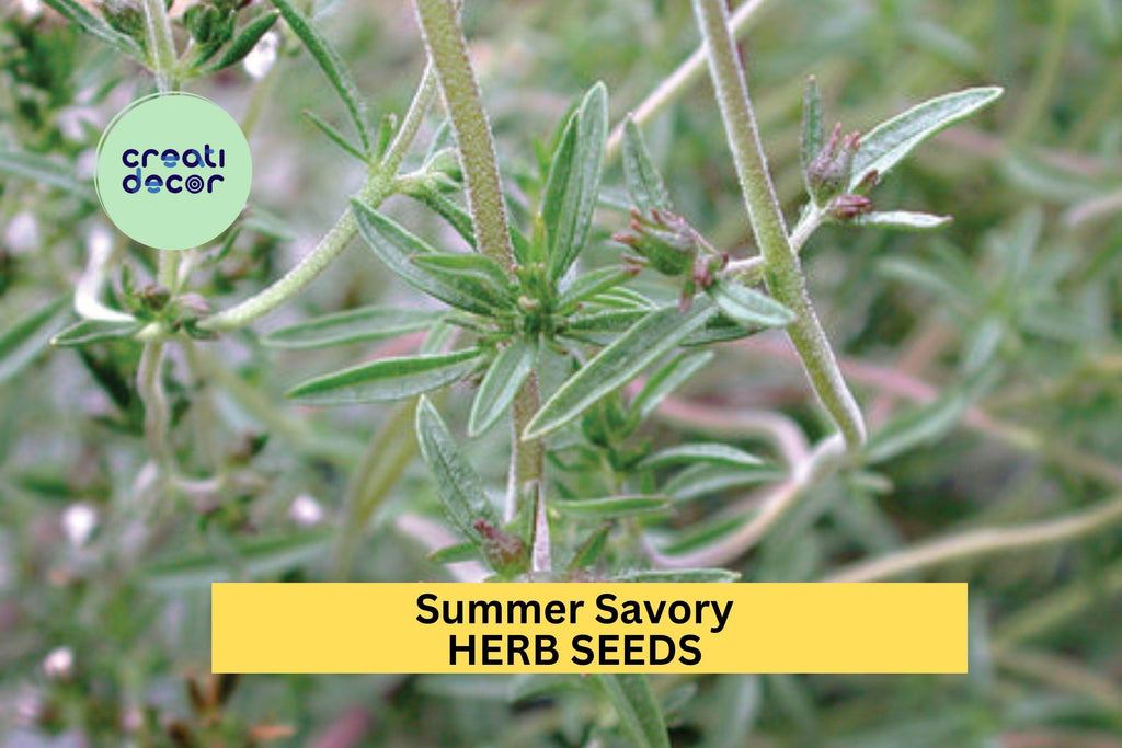 3pcs of 1g Summer Savory Seeds – Aromatic Culinary Herb for Cooking, Garden Beds, and Container Planting Seeds for Planting