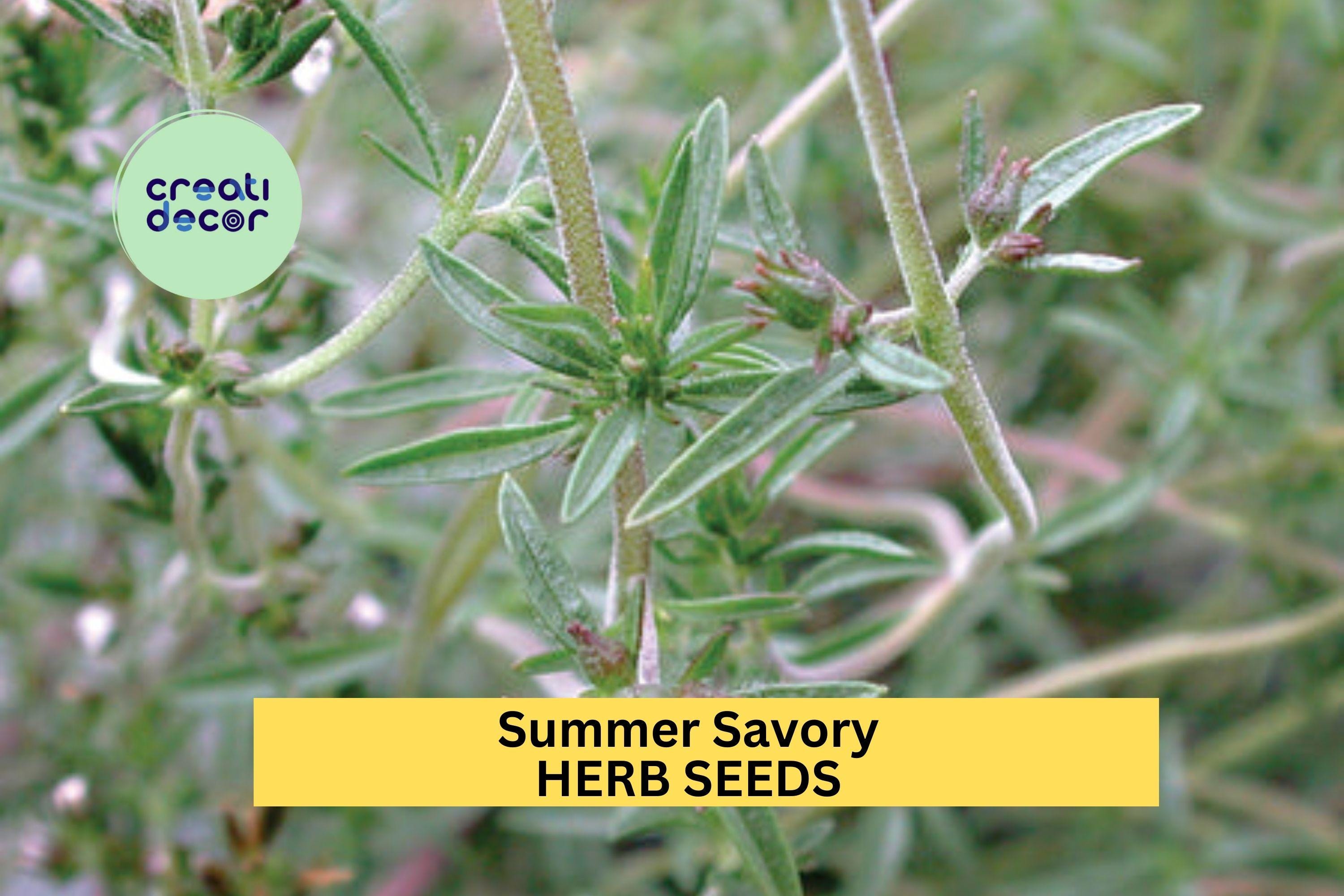 3pcs of 1g Summer Savory Seeds – Aromatic Culinary Herb for Cooking, Garden Beds, and Container Planting Seeds for Planting