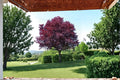 Cistena Plum 2 Live Trees 2 ft Tall (Prunus × cistena) Purple Leaf Ornamental Tree