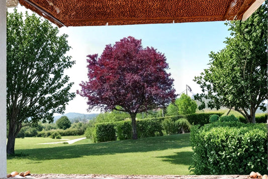 Cistena Plum 2 Live Trees 2 ft Tall (Prunus × cistena) Purple Leaf Ornamental Tree