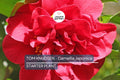 Tom Knudsen Camellia Japonica Starter Plant | Unique Bloom | Live Well-Rooted Plant in Pot | Evergreen Shrub | 7-10 USDA Zones