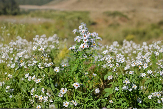 Symphyotrichum firmum – Shining Aster | 100 Seeds | Native Purple Aster Wildflower | Pollinator Garden Plant