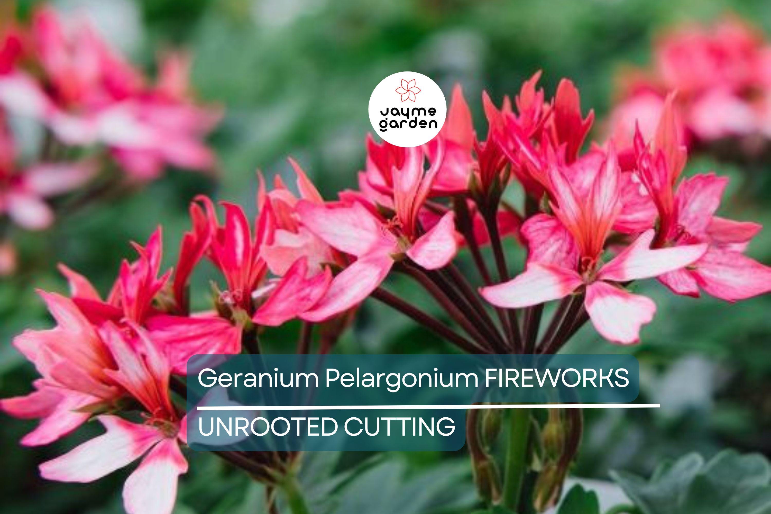 Geranium Pelargonium FIREWORKS – 3 Live 6" Unrooted Cuttings, Climbing Red Blooms