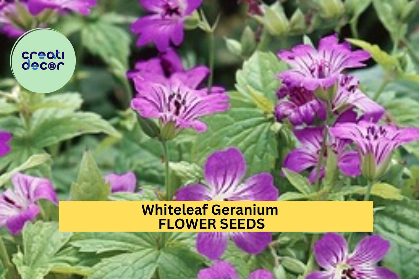 25+ Whiteleaf Geranium Seeds – Soft Green Foliage & Delicate Blooms for Garden Planting, Shade-Tolerant Groundcover – USA
