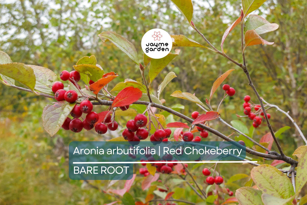 Aronia arbutifolia (Red Chokeberry) | 2 Bare-Root Shrubs | Pollinator-Friendly | Fall Color & Edible Berries | Wet Soil Tolerant