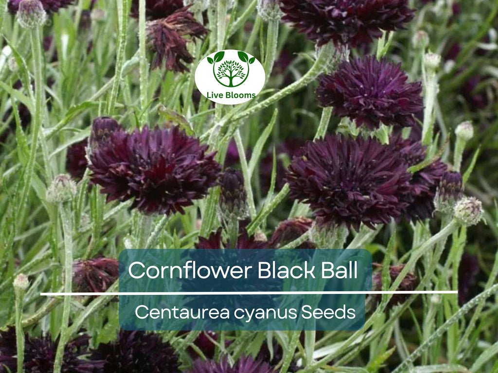 400 Cornflower Black Ball Seeds, Centaurea cyanus, Purple Bachelor Button, Non-GMO, USA Grown, Vibrant Cut Flowers for Garden & Bouquets