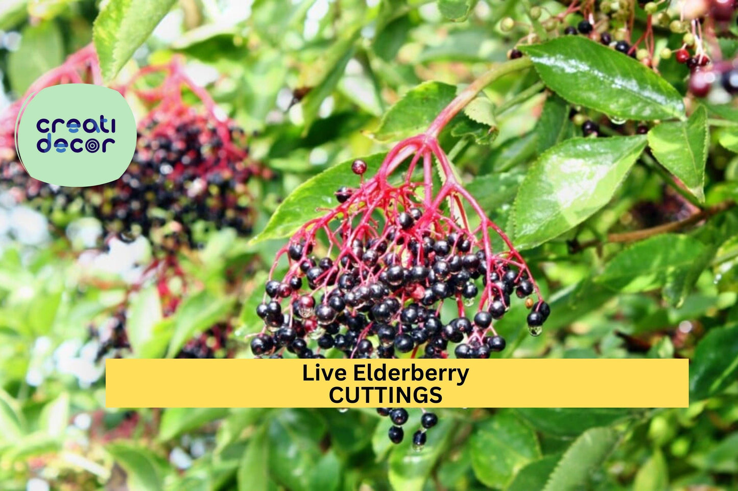 2 Elderberry Cuttings | Healthy Live Wood | Ready to Root | Fruiting Shrub for Garden or Hedge | All-Natural Fertilized Start