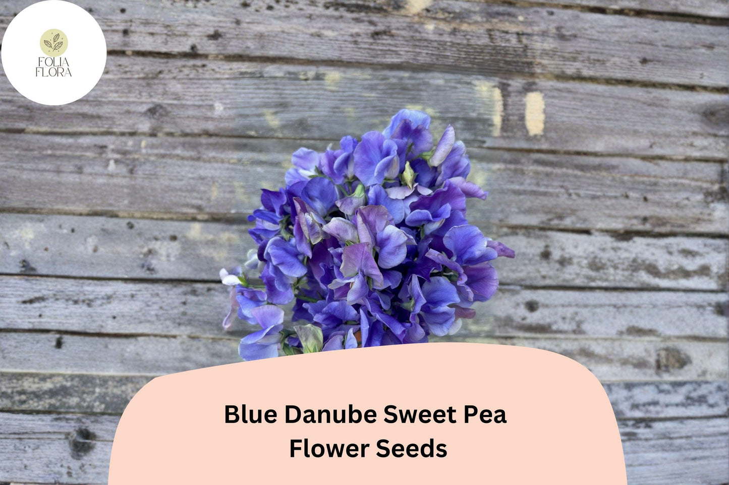 Blue Danube Sweet Pea Seeds 50+ | Lathyrus odoratus Climbing Fragrant Blue Flower Garden Planting