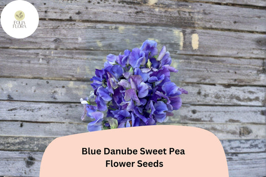 Blue Danube Sweet Pea Seeds 50+ | Lathyrus odoratus Climbing Fragrant Blue Flower Garden Planting