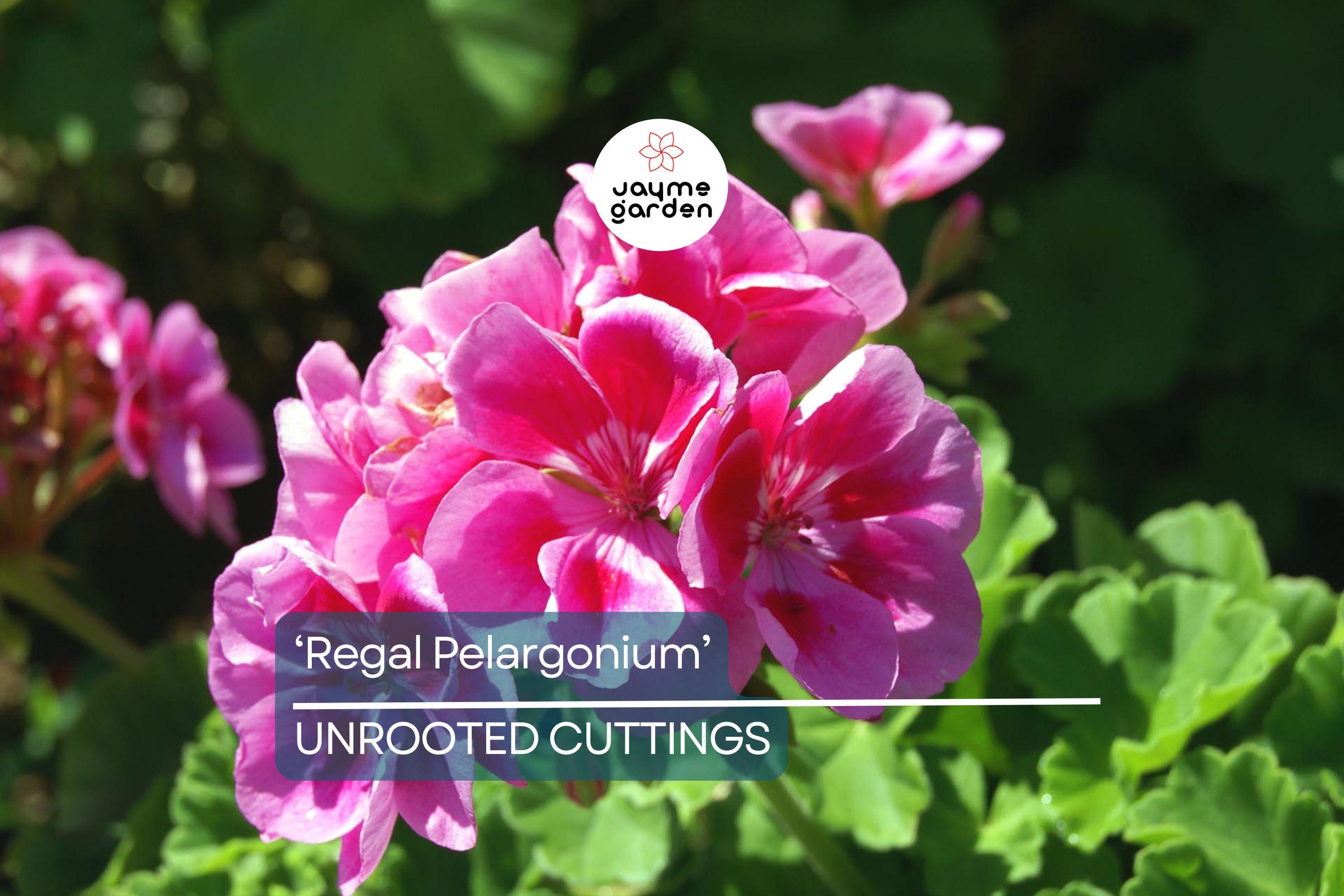 Organic Geranium 'Regal Pelargonium' - 3 Fresh Cuttings (5-8") - Easy to Grow, Sun-Loving Outdoor Plant