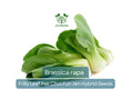 180 Seeds Frilly Leaf Pak Choi Fun Jen Hybrid for Planting (Brassica rapa) - Fast-Growing, Crisp, Nutritious Asian Greens for Home Gardens