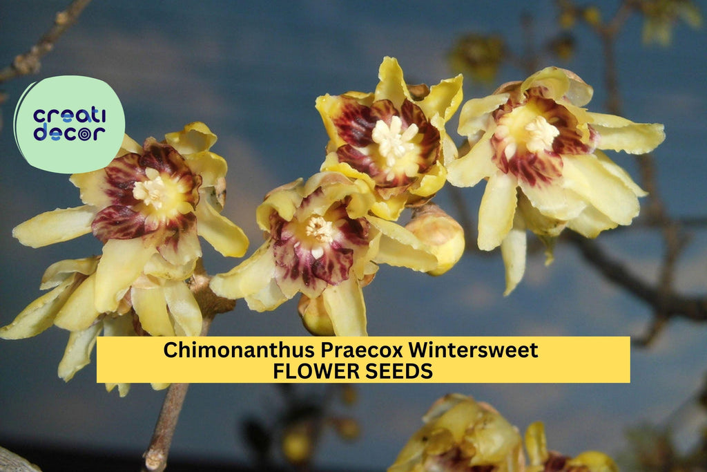 10 Seeds Chimonanthus Praecox – Wintersweet Tree Seeds for Planting – Fragrant Yellow Blooms for Winter Gardens