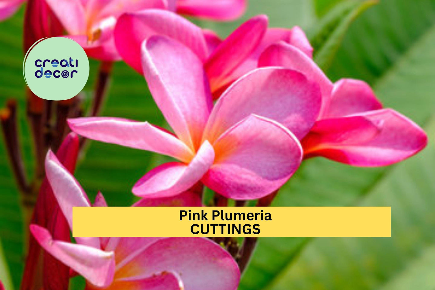 2 Pink Plumeria Cuttings | 10" Unrooted Starter | Single Head Frangipani Tree | Tropical Garden or Patio Plant | USA Seller