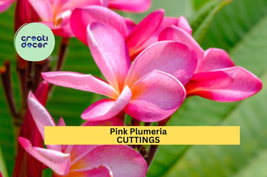2 Pink Plumeria Cuttings | 10" Unrooted Starter | Single Head Frangipani Tree | Tropical Garden or Patio Plant | USA Seller