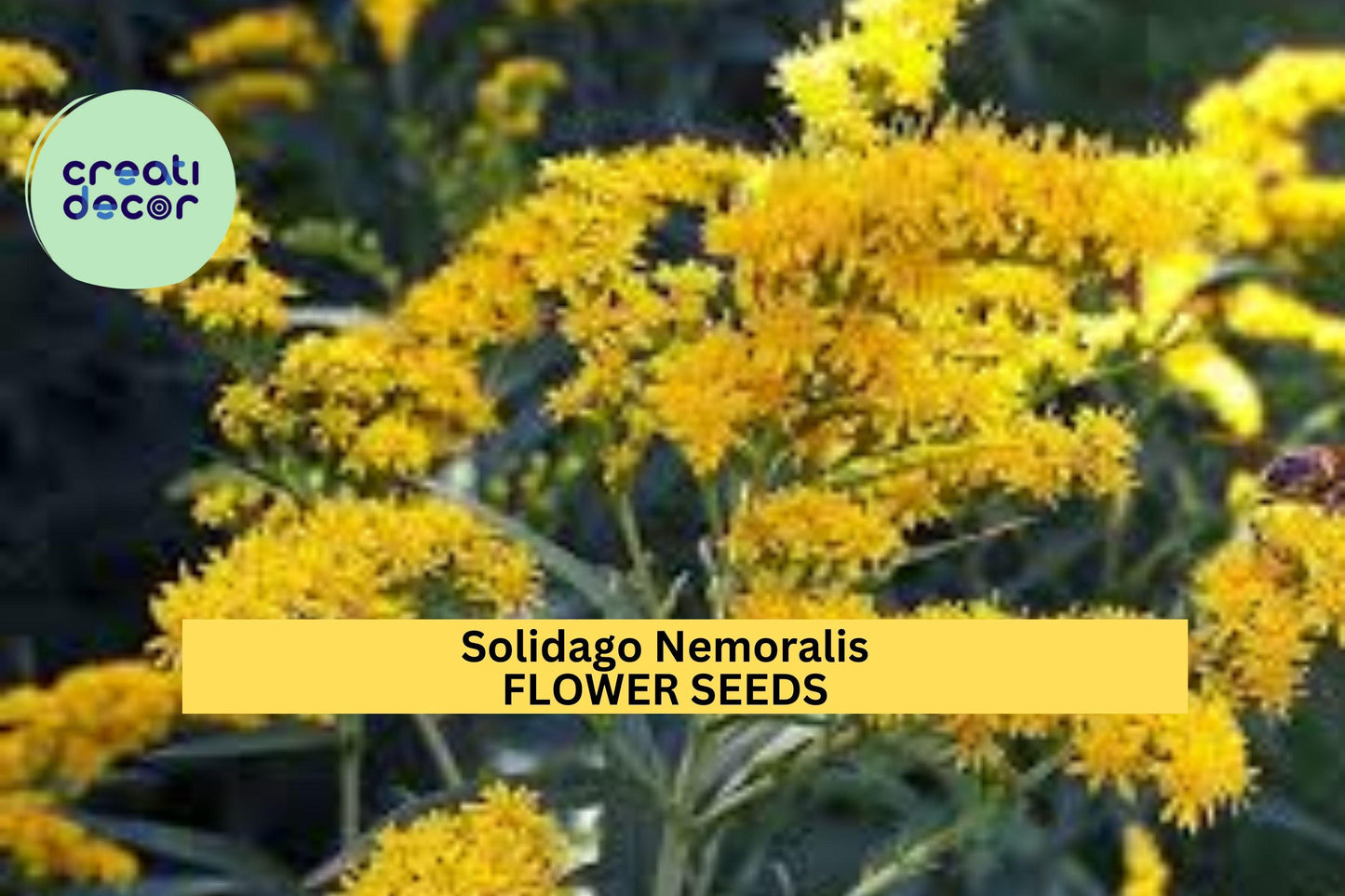 3pcs of 500 Seeds  Solidago nemoralis – Old Field Goldenrod for Pollinator Gardens, Meadows, or Native Wildflower Beds Seeds for Planting