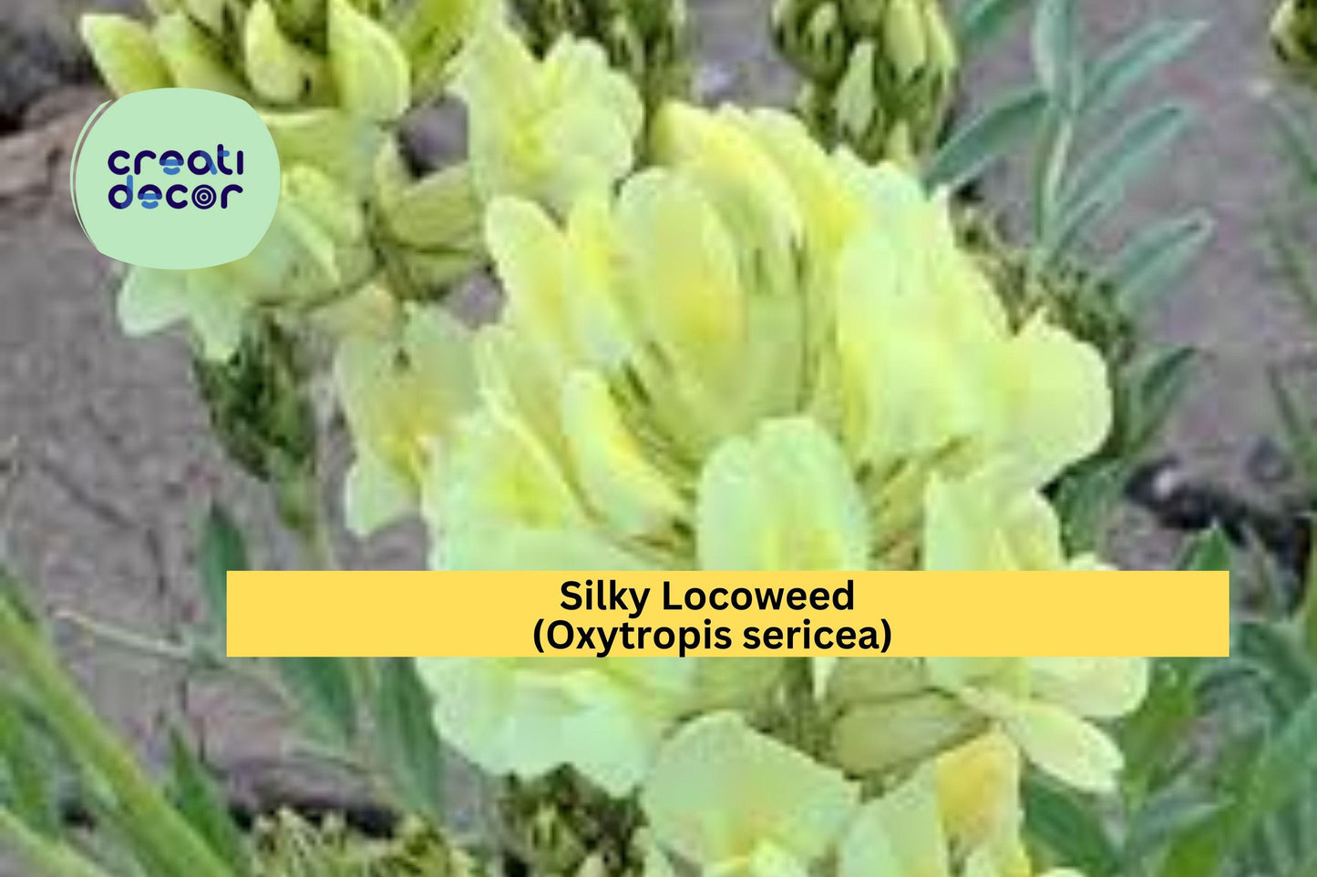 Silky Locoweed Seeds (Oxytropis sericea) – 25 Native Perennial Wildflower Seeds | Drought-Tolerant | Pollinator-Friendly