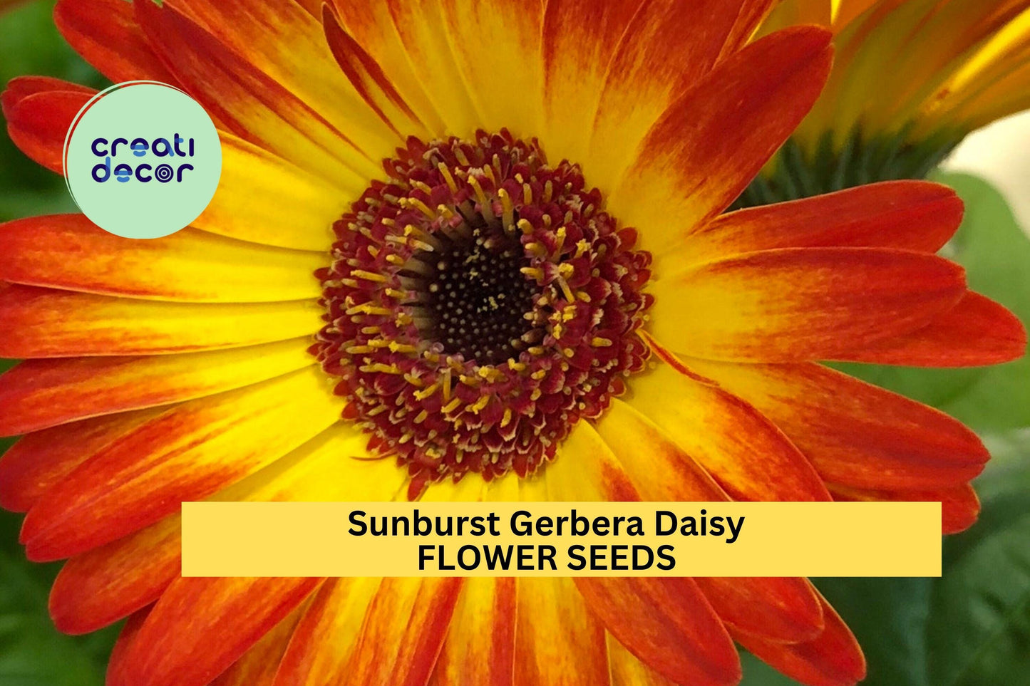 200+ Sunburst Gerbera Daisy Seeds – Bold Yellow-Orange Blooms for Garden Planting, Eye-Catching Summer Annuals – USA