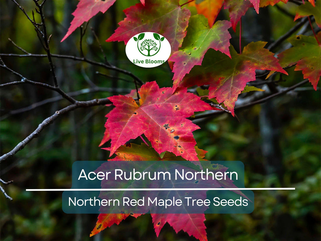 10 Seeds Acer Rubrum Northern (Northern Red Maple) for Planting - Fast-Growing, Hardy Tree for Landscaping, Shade & Garden - Red Maple Seeds