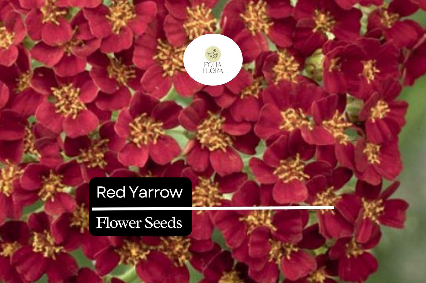 1000 Seeds Red Yarrow – Achillea millefolium, Hardy Perennial Wildflower