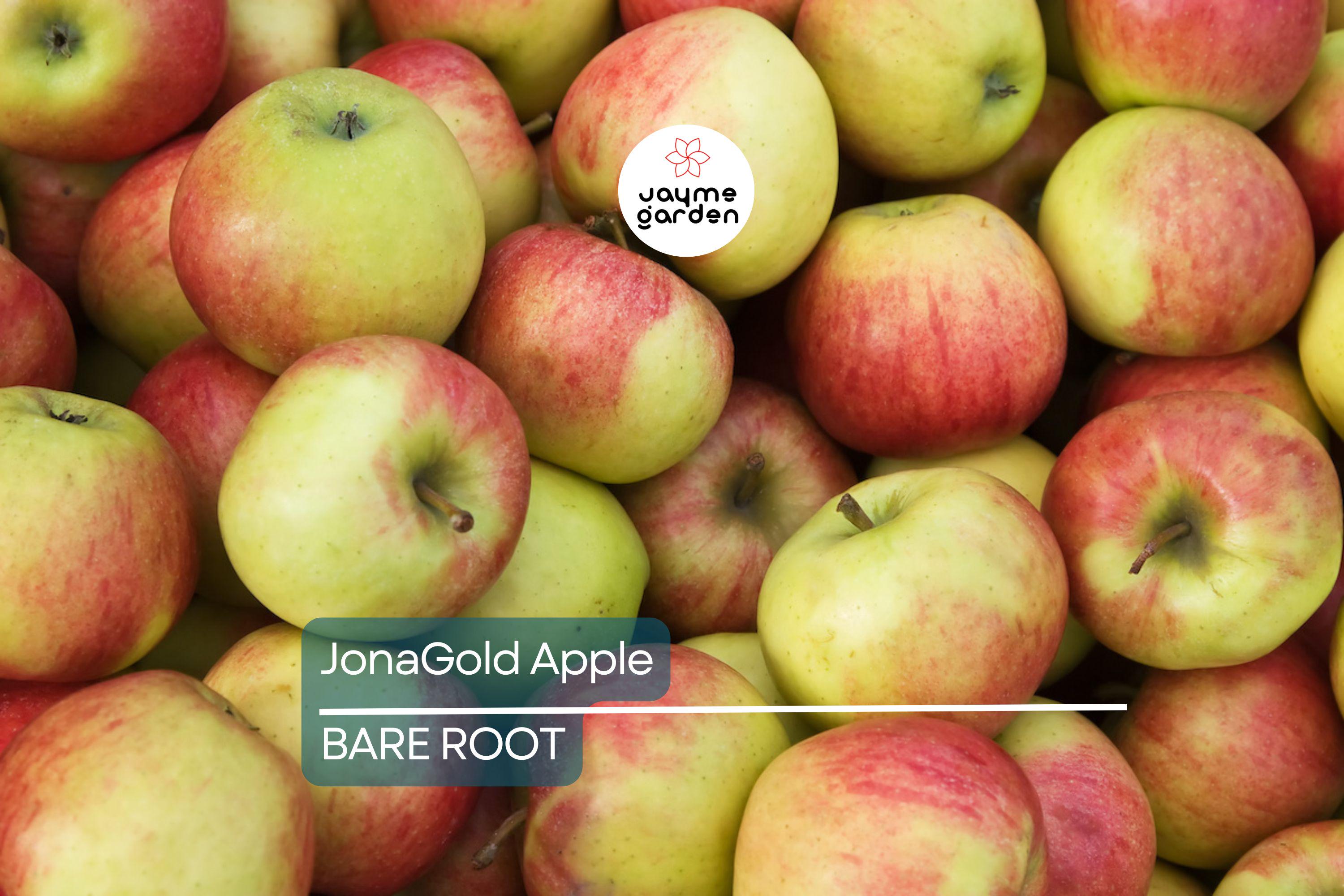 JonaGold Apple Tree 2-3ft | Live Bare Root Fruit Tree | Sweet-Tart Apples | Cold Hardy Zones 4-8