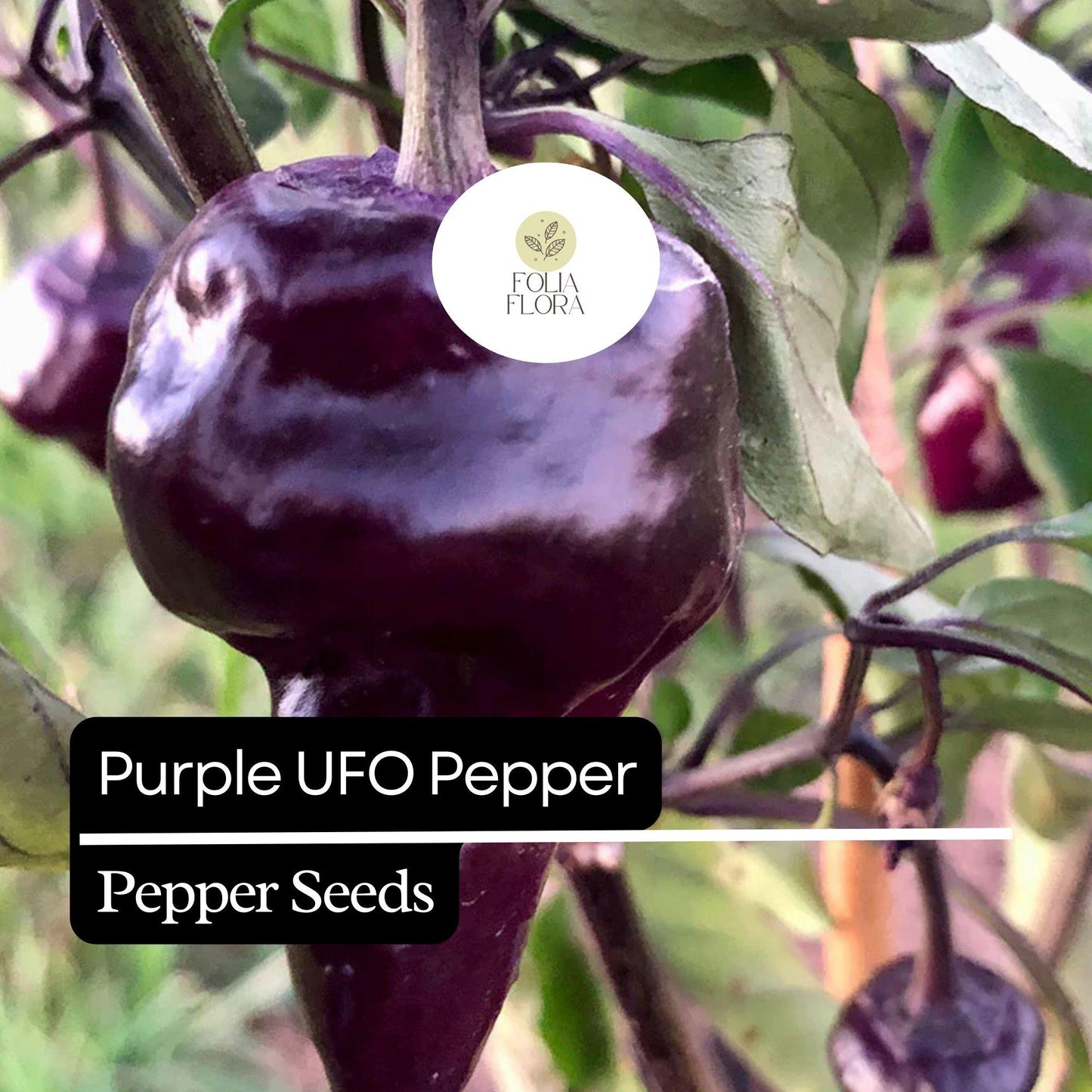 10 Purple UFO Pepper Seeds – Unique Heirloom, Mildly Spicy & Sweet, Non-GMO