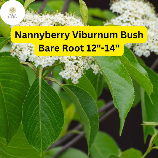 1 Nannyberry Viburnum Bush (Viburnum lentago) – Live Bare Root Plant 12"-14"