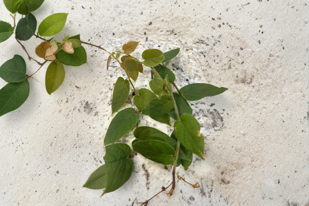 Ficus villosa 3 Cuttings Fresh Unrooted Fig Relative Houseplant