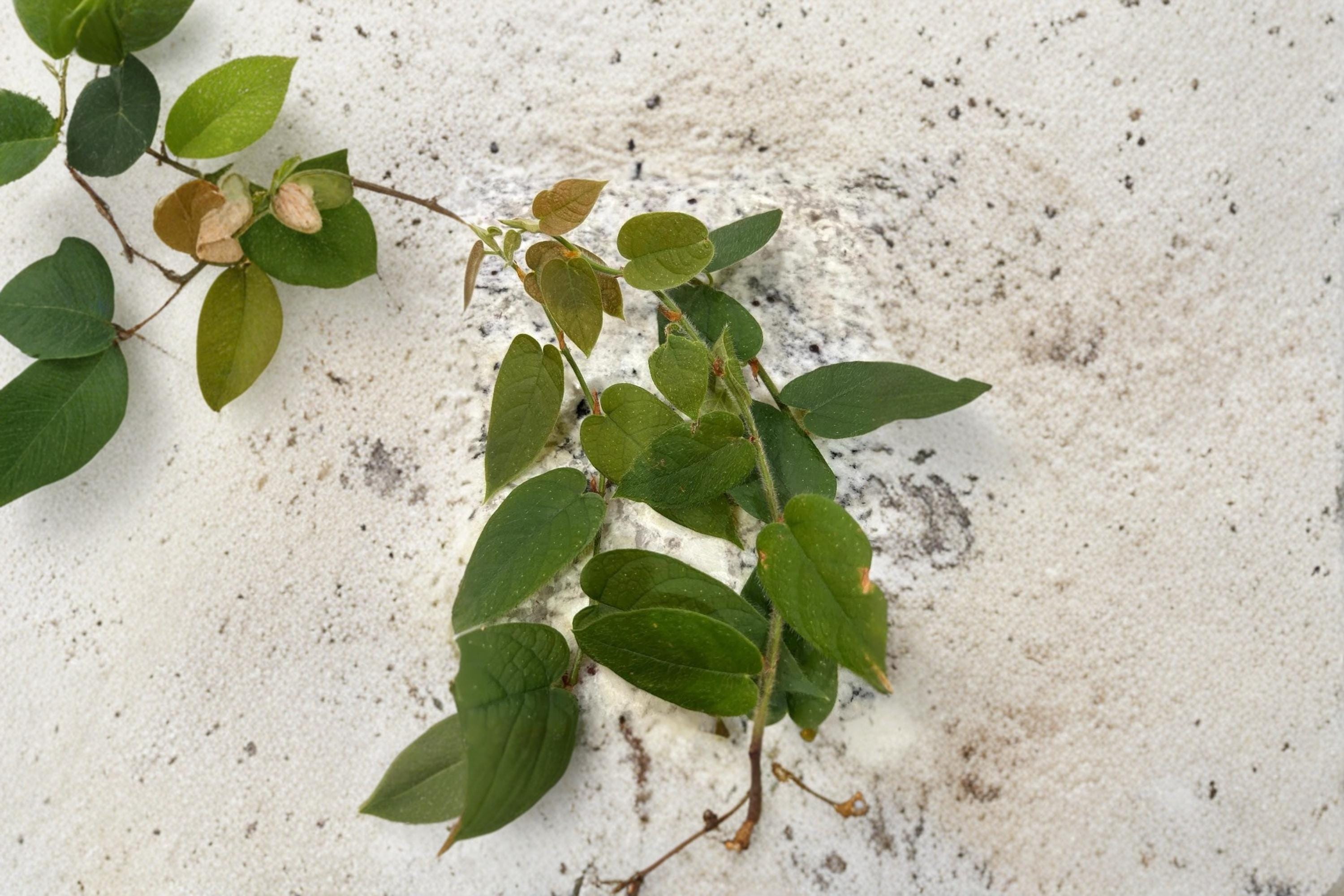 Ficus villosa 3 Cuttings Fresh Unrooted Fig Relative Houseplant