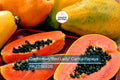 20 Caribbean Red Lady Papaya Seeds - Large Melons - Tropical Fruit Tree - Non-GMO Indoor Plant