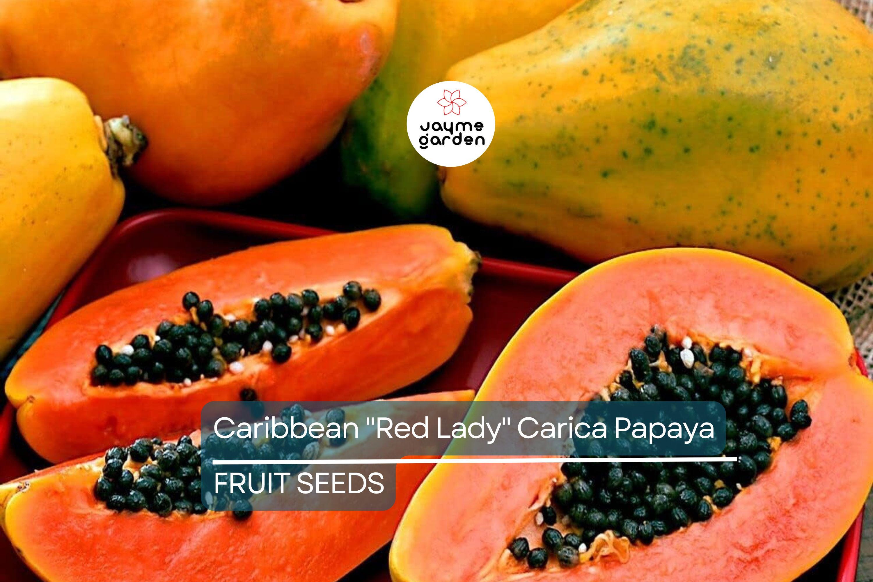 20 Caribbean Red Lady Papaya Seeds - Large Melons - Tropical Fruit Tree - Non-GMO Indoor Plant