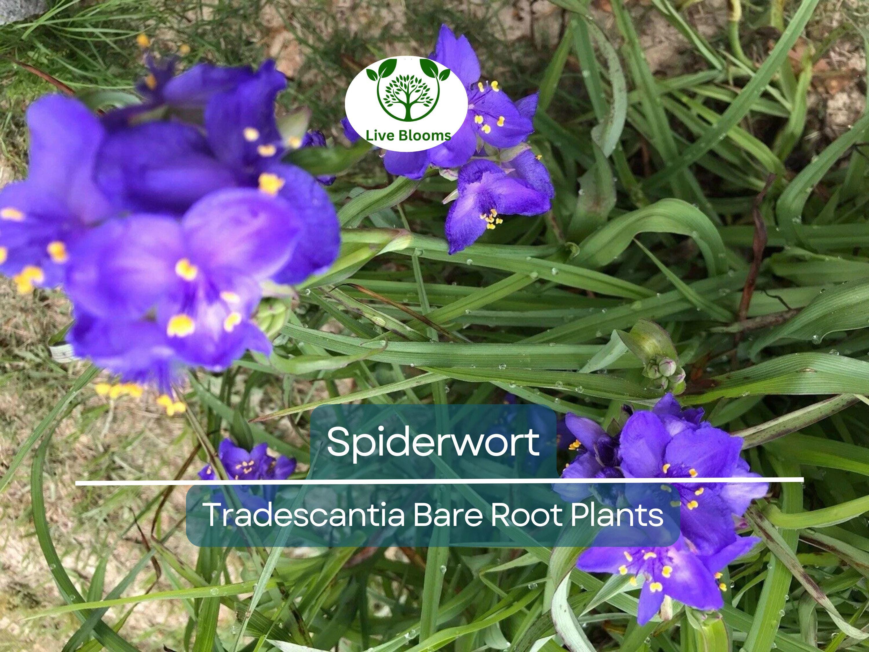 25 Spiderwort Plants – Bare Root Rhizomes – Tradescantia virginiana – Hardy Perennial with Purple Flowers for Sun or Shade